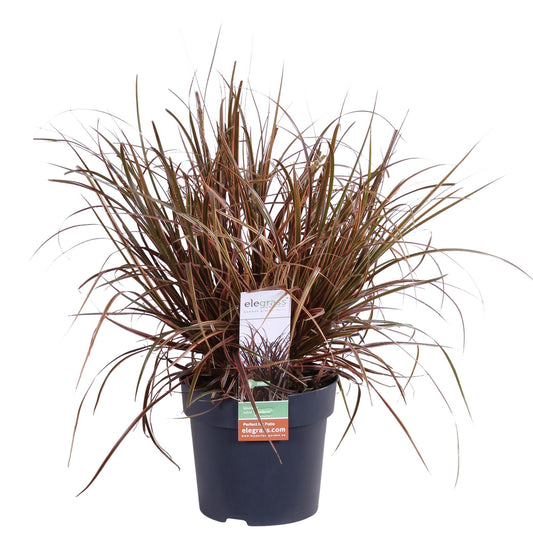 Rotes Kopfgras 'Everflame' – Pflegeleichtes Ziergras Ø19cm