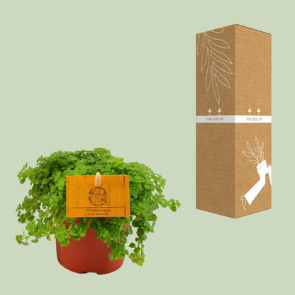 Pilea Depressa – Bubikopf Zimmerpflanze Ø12cm, pflegeleicht