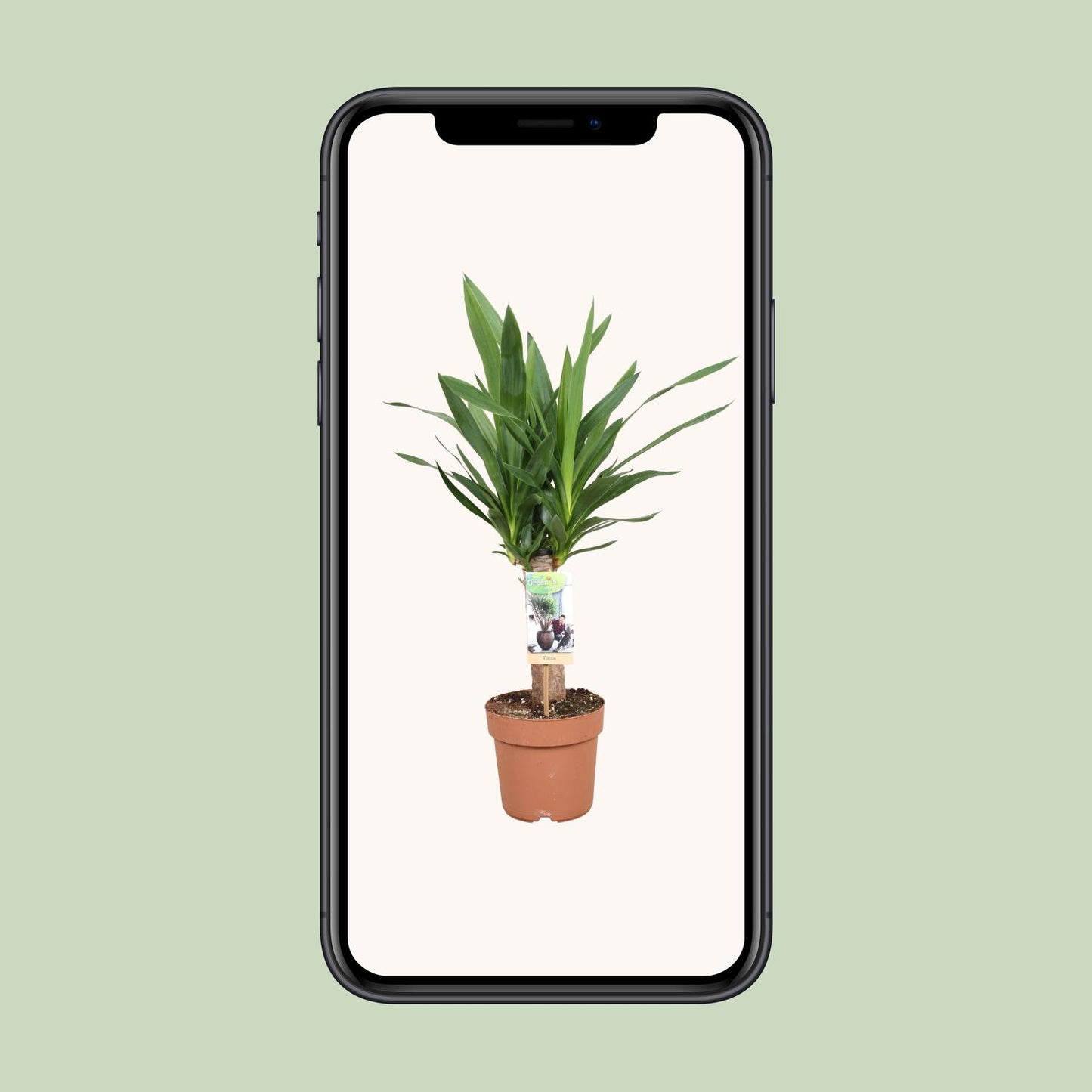 Yucca Elephantipes – Pflegeleichte Zimmerpflanze Ø17cm
