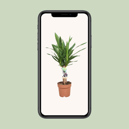 Yucca Elephantipes – Pflegeleichte Zimmerpflanze Ø17cm
