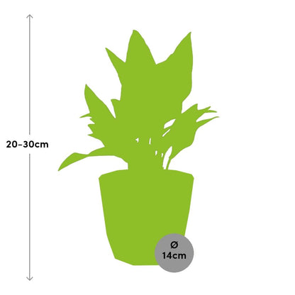 Aglaonema Maria in ELHO b.for rock 14 cm warm grey – Pflegeleichte Zimmerpflanze