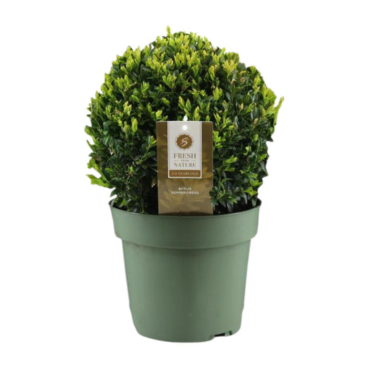 Buxus Semp. Ball Ø25cm – Winterharte Buchsbaum-Kugel