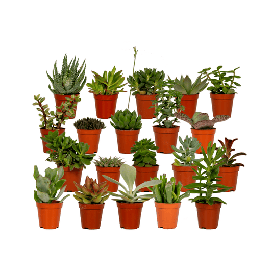 Sukkulenten Mix – 20 pflegeleichte Pflanzen Ø 5,5 cm