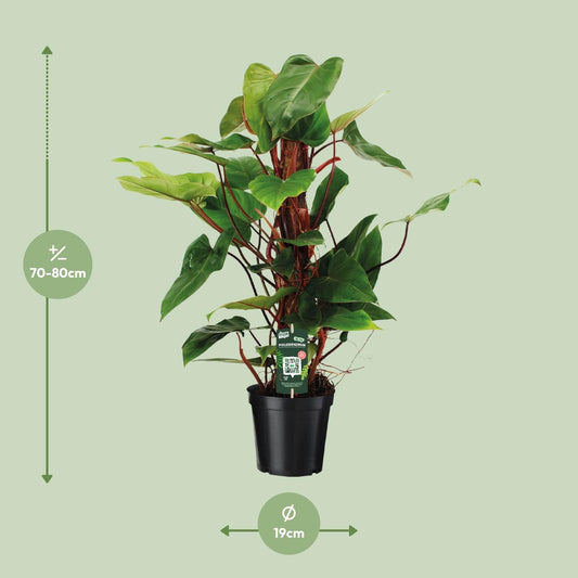 Philodendron Red Emerald – Pflegeleichte Zimmerpflanze Ø19 cm