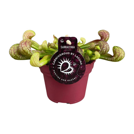 Sarracenia Psittacina – Exotische Kannenpflanze Ø12cm