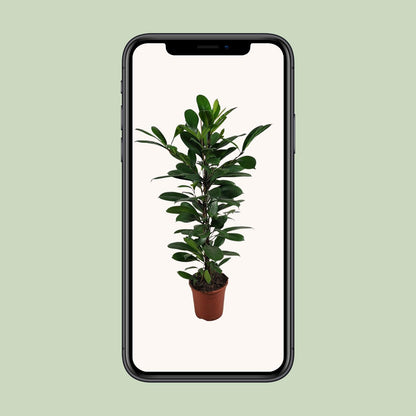 Ficus Cyathistipula – Pflegeleichte, luftreinigende Zimmerpflanze Ø21cm