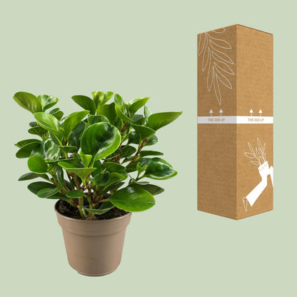 Peperomia Obtusifolia Lemon Lime – Pflegeleichte Trendpflanze Ø15cm