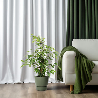Ficus Benjamina Anastasia – Pflegeleichte Zimmerpflanze Ø14cm