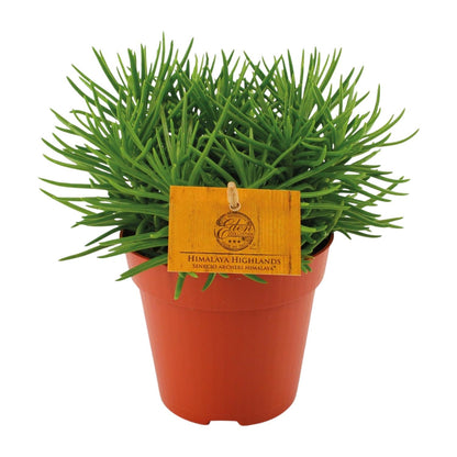 Senecio Himalaya – Pflegeleichte Zimmerpflanze Ø12cm