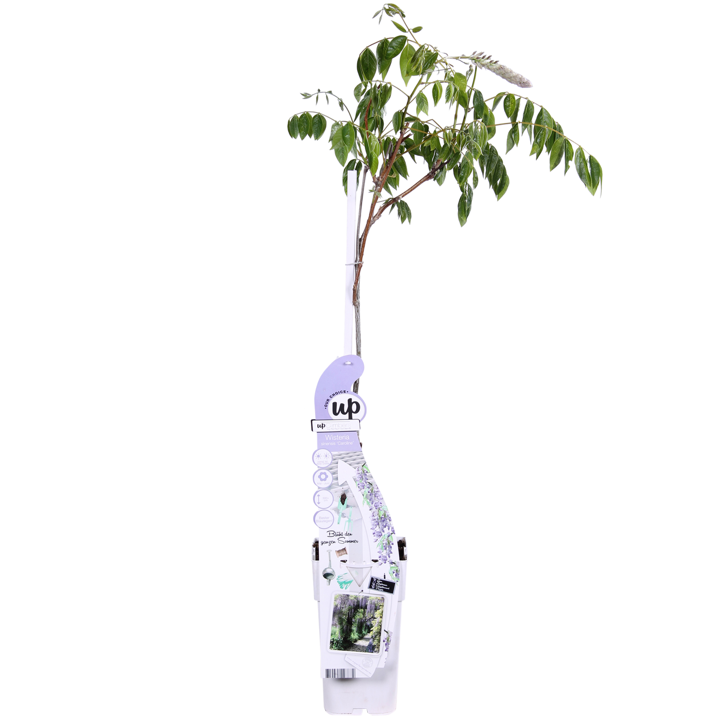 Wisteria sinensis Caroline – Purpurner Regen Kletterpflanze Ø15cm