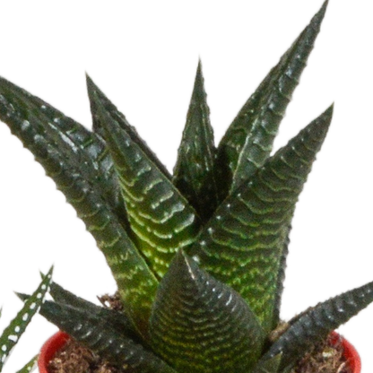 Gasteria & Haworthia Sukkulenten-Mix, 5er Set