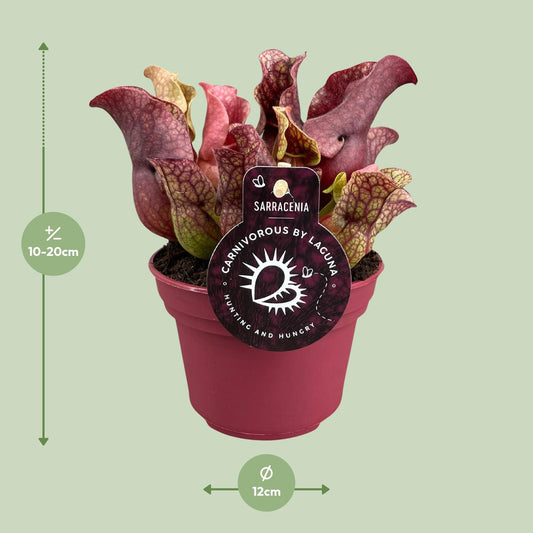 Sarracenia – Schlauchpflanze Ø12cm, 20cm hoch