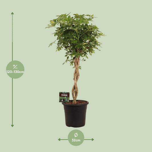 Schefflera Gold Capella – Pflegeleichte Schirmpflanze Ø32cm