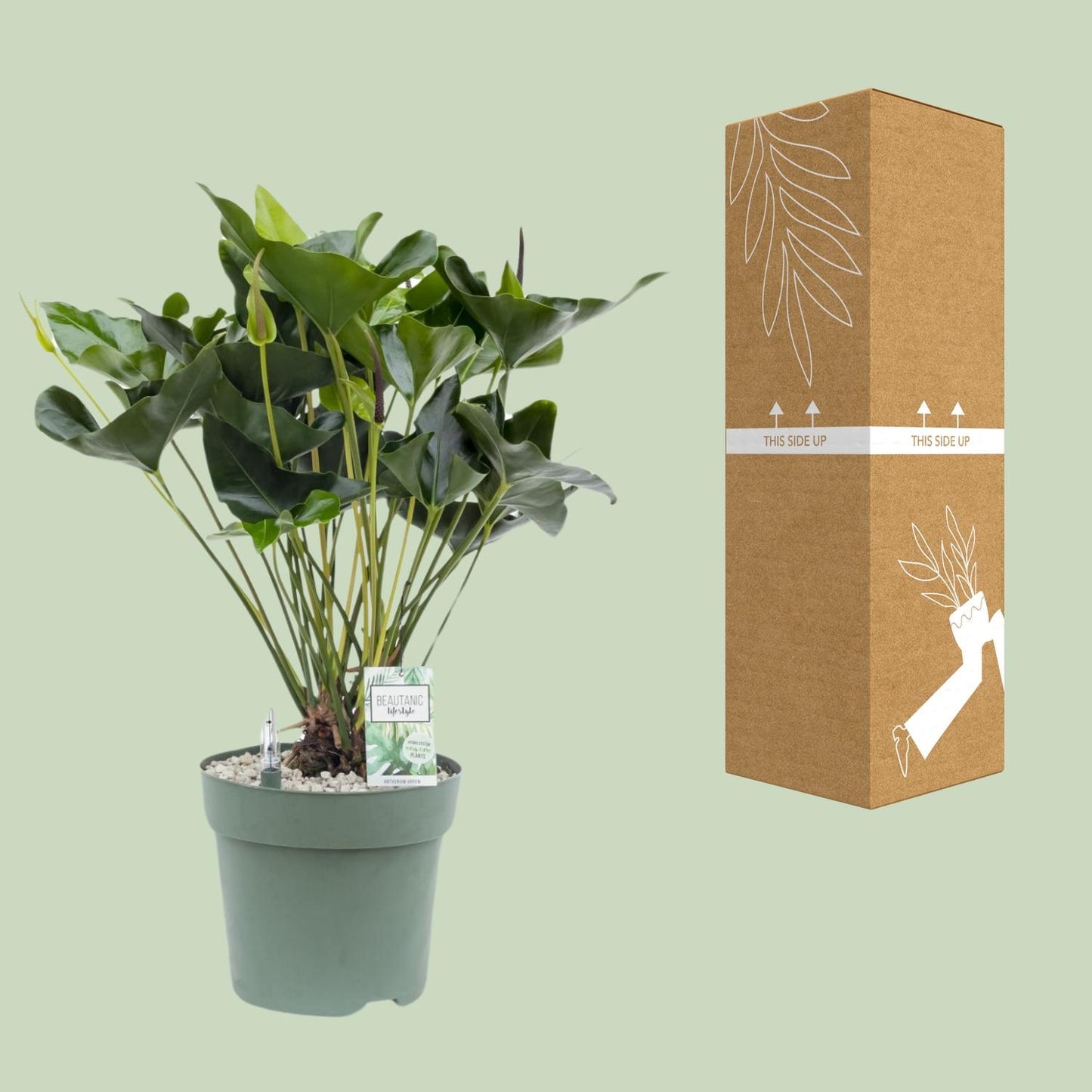 Anthurium Arrow – Pflegeleichte, luftreinigende Zimmerpflanze Ø30cm