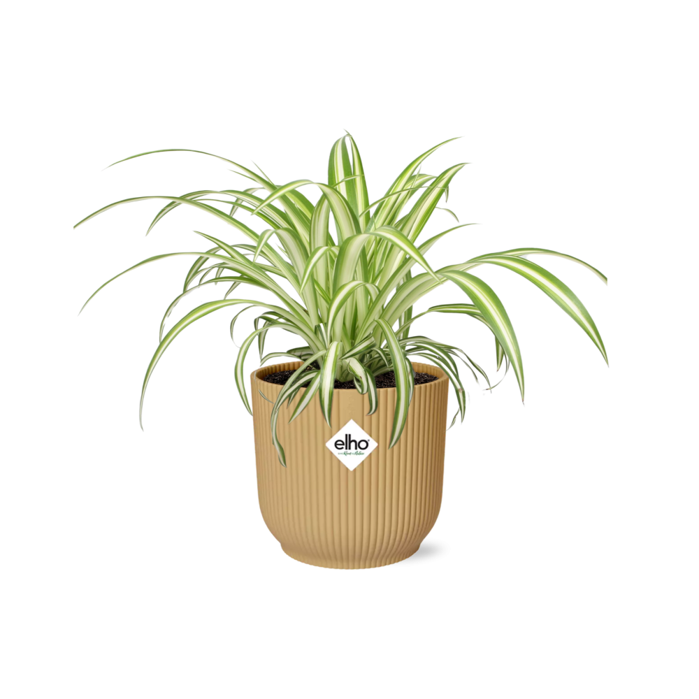 Chlorophytum Comosum Variegatum – Pflegeleichte Spinnenpflanze 14cm gelb