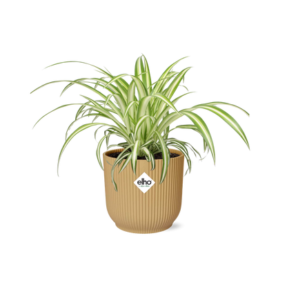 Chlorophytum Comosum Variegatum – Pflegeleichte Spinnenpflanze 14cm gelb
