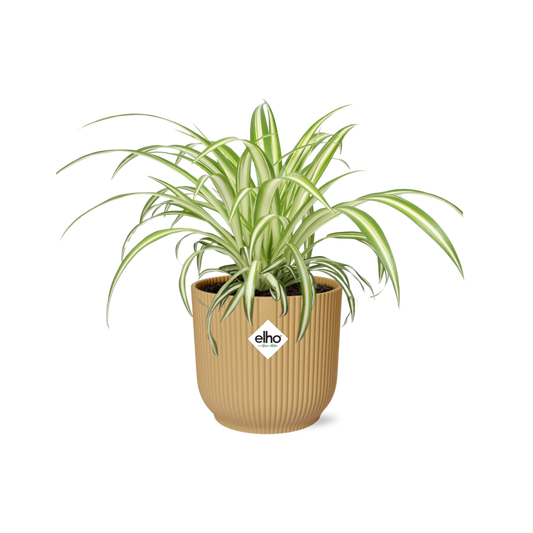 Chlorophytum Comosum Variegatum – Pflegeleichte Spinnenpflanze 14cm gelb