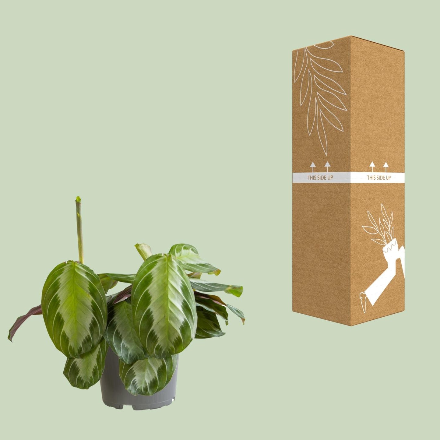 Maranta Silver Band – Pflegeleichte Zimmerpflanze Ø12cm