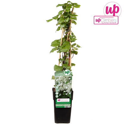 Kletterhortensie Ø15cm – Robuste & pflegeleichte Kletterpflanze