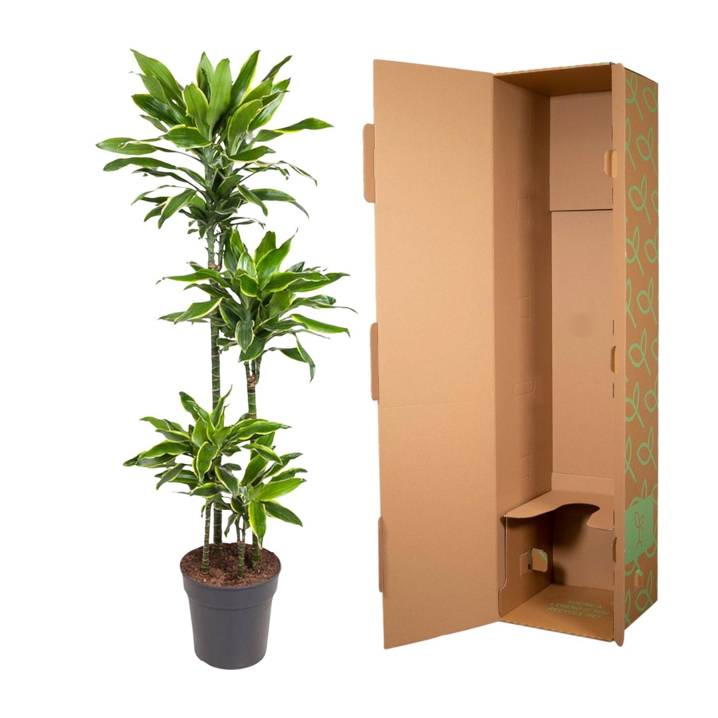 Dracaena Golden Coast – 140 cm pflegeleichte Zimmerpflanze
