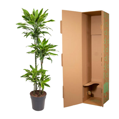 Dracaena Golden Coast – 140 cm pflegeleichte Zimmerpflanze