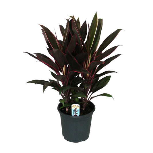 Cordyline Fruticosa Rumba – Pflegeleichte Tropenpflanze Ø19cm