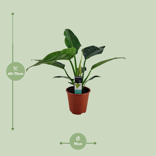 Philodendron Congo Millions – Pflegeleichte Zimmerpflanze Ø19cm