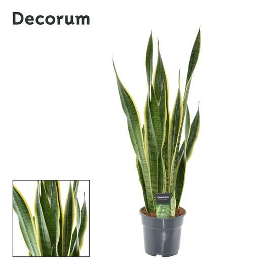 Sansevieria Laurentii XL – Pflegeleichte Zimmerpflanze Ø17cm