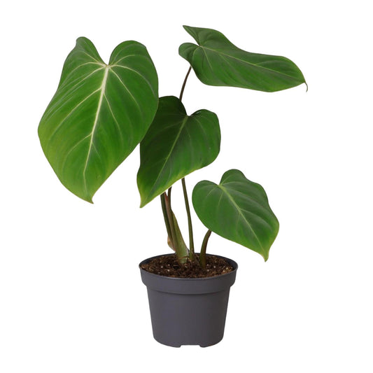 Philodendron Gloriosum – Pflegeleichte Zimmerpflanze Ø12cm