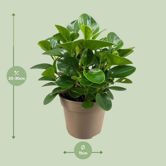 Peperomia Obtusifolia Green Gold - Ø15cm - ↕30cm