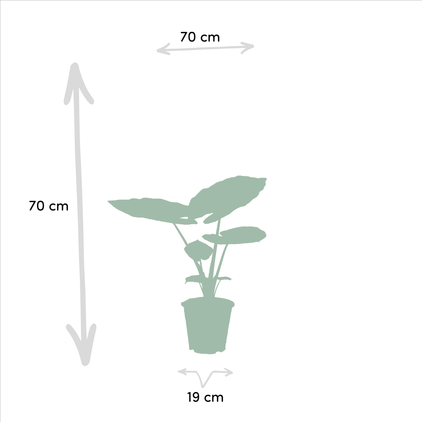 Strelitzia Nicolai & Alocasia Macrorrhiza – Große Zimmerpflanzen Ø19cm
