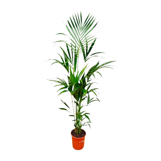 Kentia-Palme – 180 cm – pflegeleicht & elegant