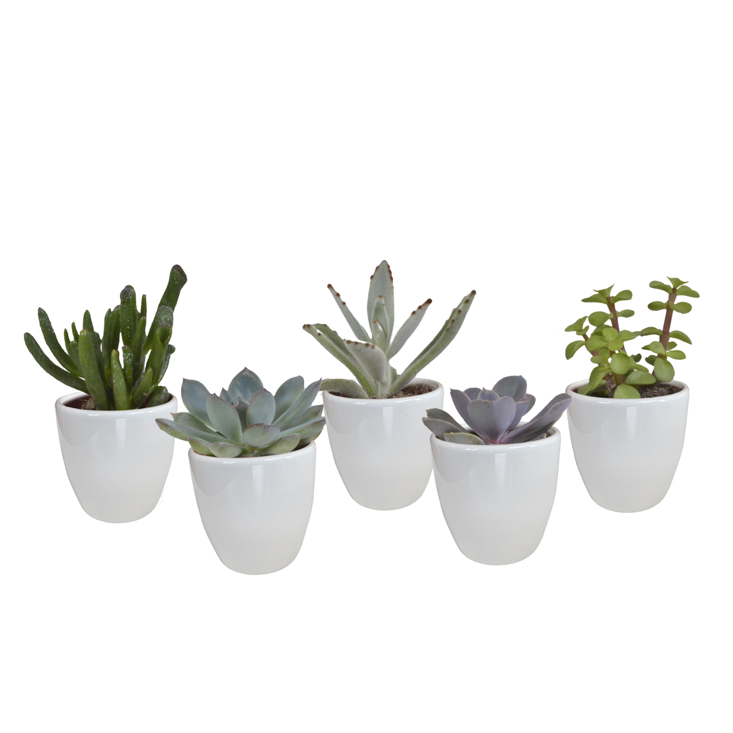 Vetplanten-Sukkulenten-Mischung im weißen Topf 5x 5,5 cm