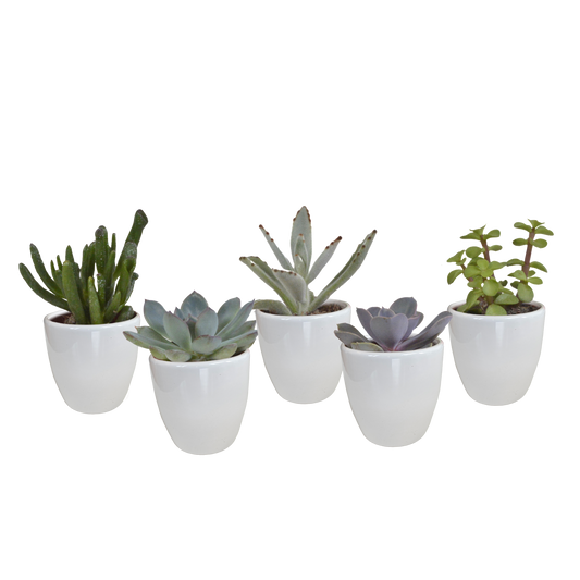 Vetplanten-Sukkulenten-Mischung im weißen Topf 5x 5,5 cm