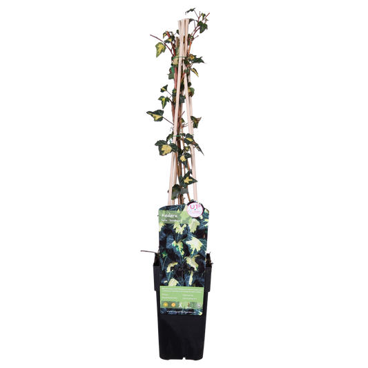 Hedera helix 'Goldheart' – Pflegeleichte Efeupflanze Ø15cm