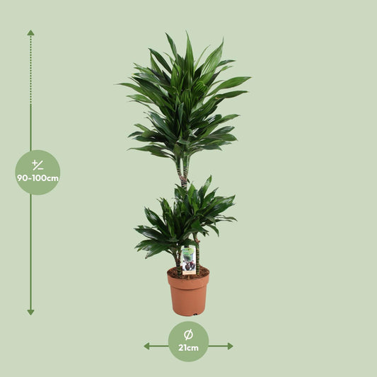 Dracaena Green Jewel – Elegante Zimmerpflanze Ø21cm