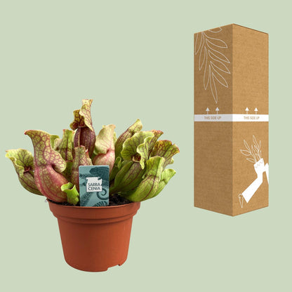 Sarracenia Purpurea – Exotische pflegeleichte Schlauchpflanze Ø12cm