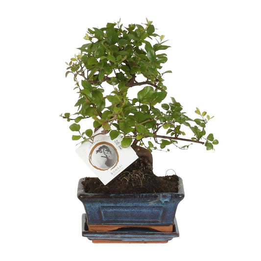 Bonsai 'Sageretia' S-Form Ø15cm – Pflegeleichter Zimmerbonsai