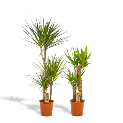 Dracaena & Yucca Zimmerpflanzen-Set – 120cm & 100cm