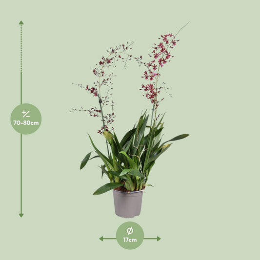 Orchidee Oncidium Cherry Baby – Elegante Zimmerpflanze Ø17cm