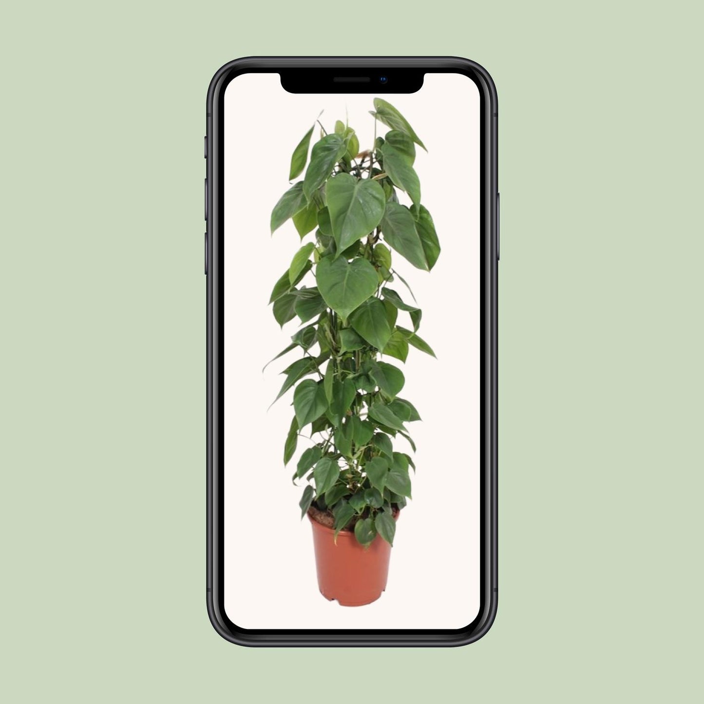Philodendron Scandens – Pflegeleichte Kletter-Zimmerpflanze Ø24cm