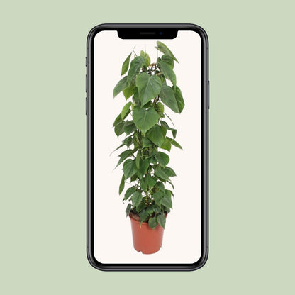 Philodendron Scandens – Pflegeleichte Kletter-Zimmerpflanze Ø24cm