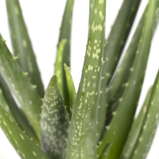 Aloe Vera Ø12cm – Pflegeleichte und luftreinigende Zimmerpflanze