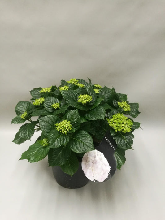 Hortensie Crystal Palace – Blühende Eleganz Ø 23 cm