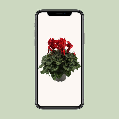 Cyclamen Rood – Pflegeleichte Zimmerpflanze Ø17cm