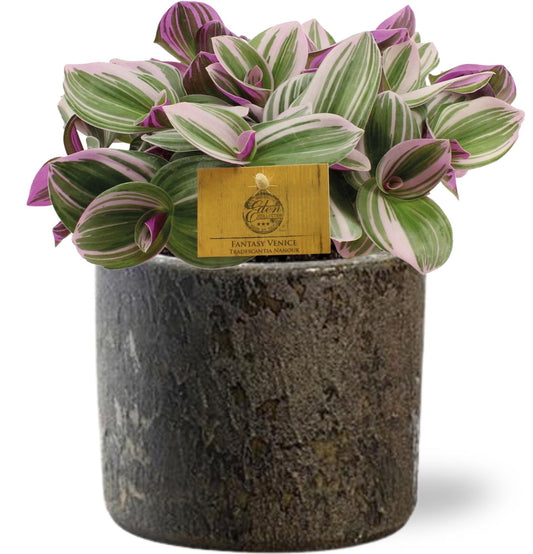 Tradescantia Nanouk Ø15cm mit Maas Pot D16x14cm Braun
