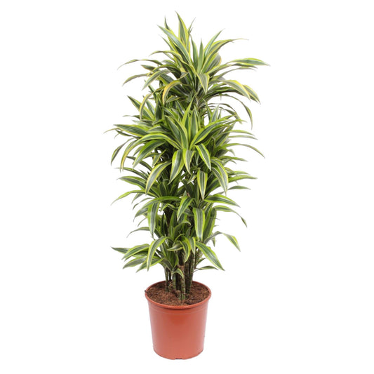 Dracaena Lemon Lime – 150 cm pflegeleichte Zimmerpflanze