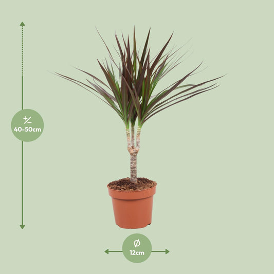 Dracaena Magenta – Pflegeleichter Drachenbaum Ø12cm, 50cm hoch