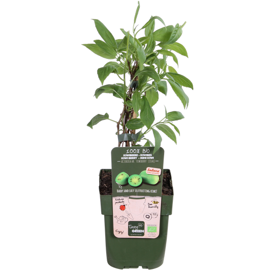 Actinidia arguta 'Issai' – Kiwibes im 13 cm Topf