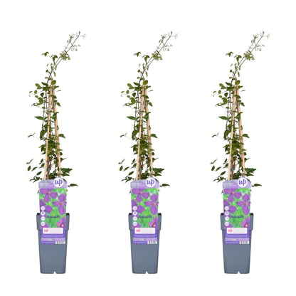 3x Clematis Viticella 'Polish Spirit' – Pflegeleichte Kletterpflanze Ø15cm